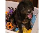 Adopt Duncan a Bernese Mountain Dog, Golden Retriever