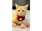 Adopt Ginger a Tabby