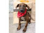 Adopt Trey a Labrador Retriever