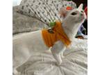 Adopt Erik a Domestic Short Hair