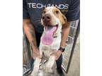 Adopt Fletcher a Mixed Breed