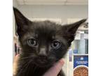 Adopt Devin a Domestic Short Hair