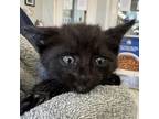 Adopt Bam Bam a Domestic Short Hair