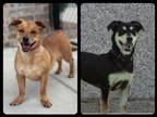 Adopt Bear a Dachshund, German Shepherd Dog