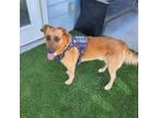 Adopt Loki a Shepherd