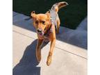 Adopt Oden a Shepherd