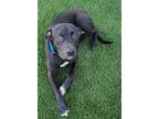 Adopt Herschel a Labrador Retriever