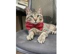 Adopt Hobbes a Domestic Short Hair