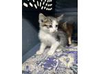 Adopt Flower a Domestic Short Hair