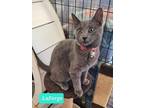 Adopt LaForge a Domestic Short Hair