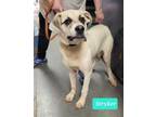 Adopt Stryker a Great Pyrenees, Shepherd