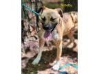 Adopt Scooby a Boxer, Mixed Breed