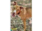 Adopt Kent a Labrador Retriever, Mixed Breed