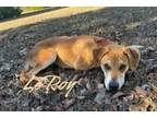 Adopt Leroy 123836 a Labrador Retriever, Mixed Breed