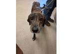 Adopt Merida 30792 a Plott Hound, Mixed Breed