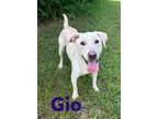 Adopt Gio 117118 a Labrador Retriever, Mixed Breed