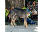 Adopt Brent a German Shepherd Dog