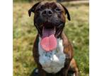 Adopt Cinco a Boxer