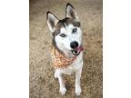 Adopt Kakashi a Siberian Husky, Alaskan Malamute