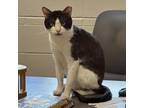Adopt Lycan a Domestic Short Hair