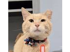 Adopt Tereso a Tabby, Domestic Short Hair