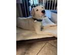 Adopt Lynx a American Staffordshire Terrier, Catahoula Leopard Dog