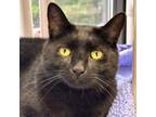 Adopt Medium-Sized Jiji a Domestic Short Hair