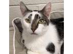 Adopt Ralph Swanson a Domestic Short Hair