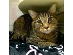 Adopt Rex a Domestic Short Hair
