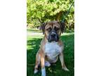 Adopt Randy a Rottweiler, Pit Bull Terrier