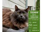 Adopt Teddy a Domestic Long Hair