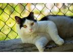 Adopt Billy a Domestic Medium Hair