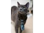 Adopt Tank a Domestic Short Hair