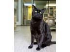 Adopt Ninja a Domestic Short Hair