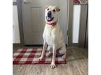 Adopt Oaklie a Labrador Retriever, Shar-Pei