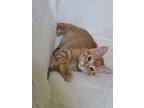 Adopt George a Domestic Short Hair