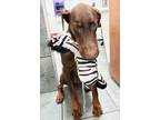 Adopt Jack 3265 a Doberman Pinscher