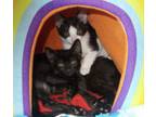 Adopt Mike a American Shorthair