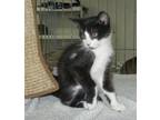 Adopt Duck a American Shorthair