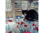 Adopt Jacob a American Shorthair