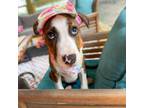 Adopt Trophy a Boxer