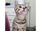 Adopt Neo a Domestic Short Hair