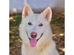 Adopt CJ 24-06-144 a Husky