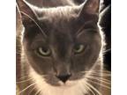 Adopt Charlie a American Shorthair