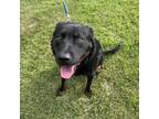 Adopt Bruno a Rottweiler