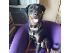 Adopt Brownie a Rottweiler