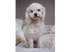 Adopt Ramen a Poodle