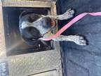 Adopt Becca a Pit Bull Terrier