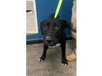 Adopt Murphey a Labrador Retriever