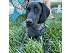 Adopt Gunner a German Shorthaired Pointer